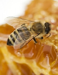 მეფუტკრეობა ფუტკარი თაფლზე მუშაობს