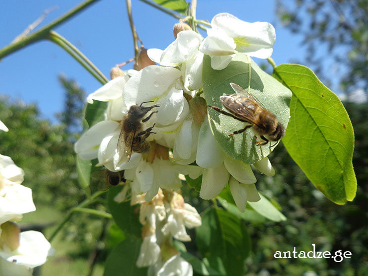 აკაციის ყვავილიდან ფუტკრები ნექტარს იღებენ 