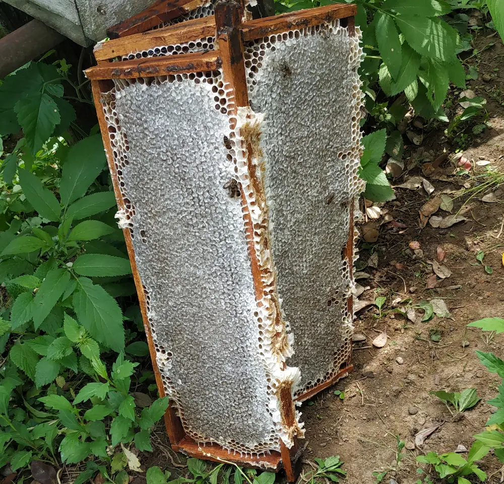 Raw honeycomb