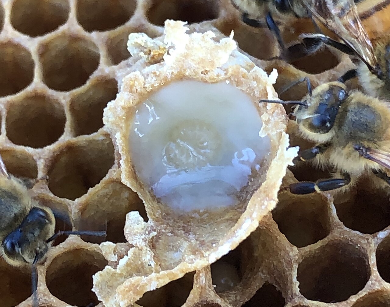Queen larva in a cell on a frame with bees: WIKIPEDIA.ORG