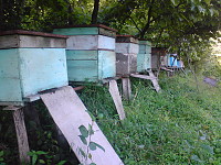 Bee Packages